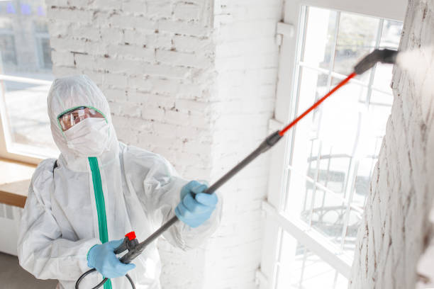 Best Mold Odor Removal Services  in Margate City, NJ