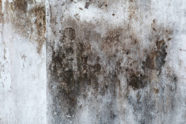 Best Residential Mold Inspection & Testing  in Margate City, NJ