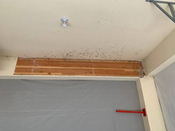 Mold Remediation for Vacation Homes in Margate City, NJ