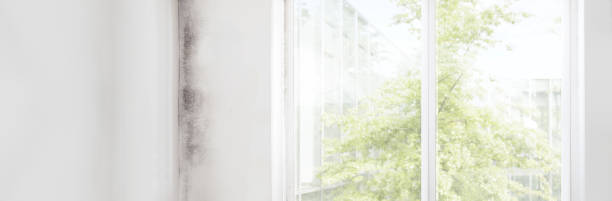 Mold Odor Removal Services in Margate City, NJ