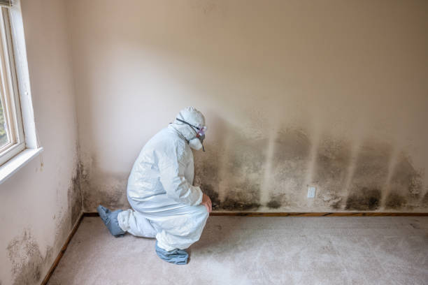 Best Crawl Space Mold Remediation  in Margate City, NJ