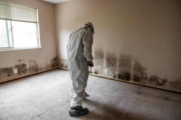 Best Commercial Mold Inspection  in Margate City, NJ