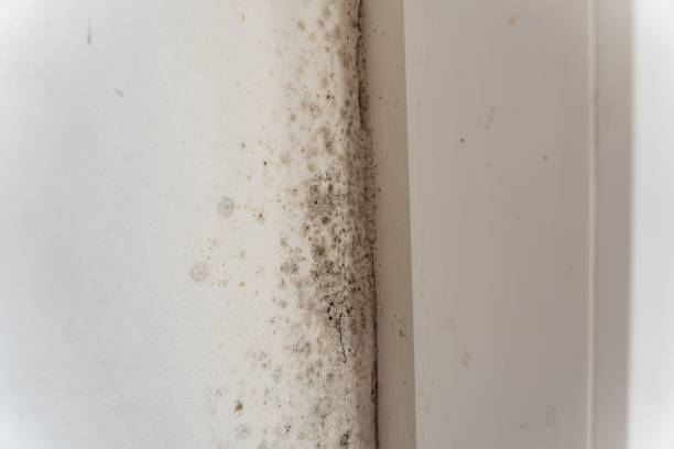 Best Mold Documentation for Insurance Claims  in Margate City, NJ