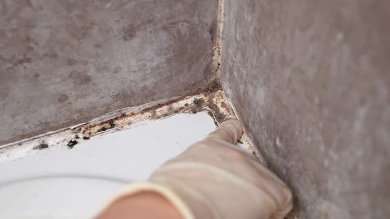 Best Biohazard Mold Removal  in Margate City, NJ